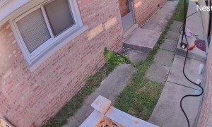 Squirrel Steals Groceries Off Porch