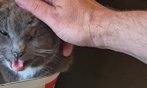 Cat Naps In Tea Bag Box