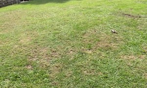 My Border Collie Won't Let Me Water the Lawn