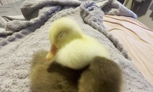 Sleepy Little Duckling