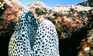 Diver Petting a Moray Eel