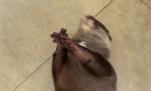 Splash the Otter Juggles an Ice Cube