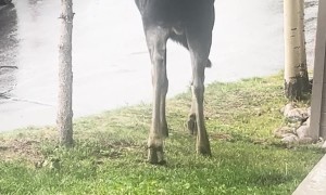 Close Encounter of the Moose Kind