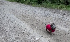 18-Year-Old Dachshund Goes For a Nature Walk