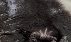 The Hair in the Plug Hole Looking Back at You