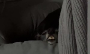 Sleeping Dog Shows Off His Teeth