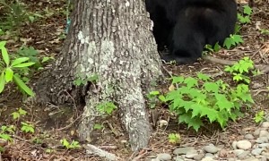 A Bear Stole My Chips