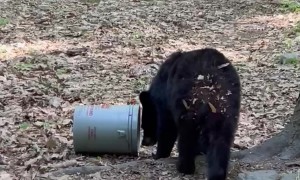 Black Bear Takes Off With Woman's Bucket