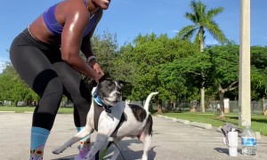 Off-Leash Dog Attacks Woman and Her Dog