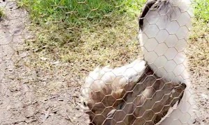 Bird Sounds Like a Dinosaur