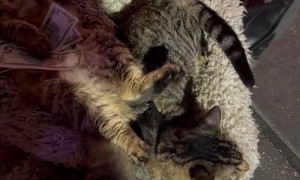 Patient Pets on Bourbon Street