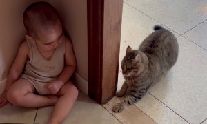 Boy and Cat Play Together