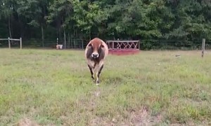 Big Grass Puppy Wants To Play