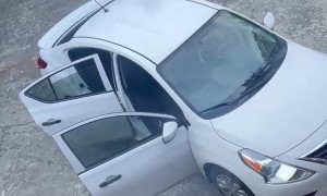 Black Bear Climbs Into Back Seat