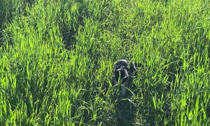 Cat Jumps in Tall Grass