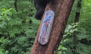 Telling Tina The Bear To Go Home