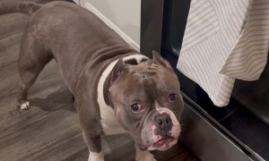 Dog Takes Off With Kitchen Towel