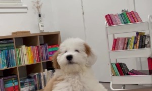 Goldendoodle Whisper Barks