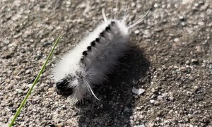 Cute Caterpillar Discovering Grass