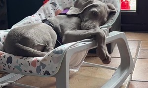 Weimaraner Puppy Naps In Baby Seat