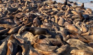 Hundreds Of Sea Lions At Monterey Beach