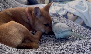 Parrot Disturbs Shiba Puppy's Peace