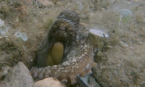 Octopus Sleeping Soundly On Sea Floor