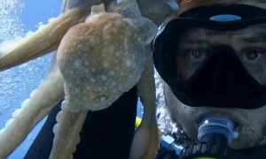 Friendly Octopus Climbs On Diver