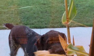 Dog Brings Corn Stalk To Door
