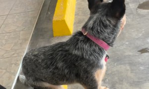 Blue Heeler Sits On Parking Block Like A Person