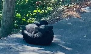 Bear Can't Ignore Itchy Rump