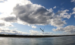 Sea Eagle Flies Off With Penguin Prey