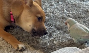 Parrot Flies Off With Puppy's Treat