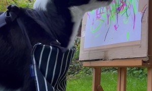 Border Collie Paints Abstract Landscape