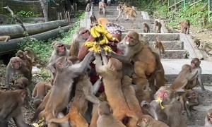 Monkeys Devour Bunches Of Bananas