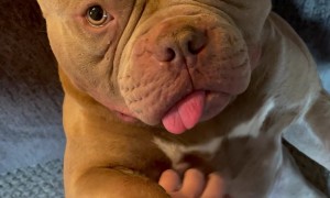 Adorable Purring Dog