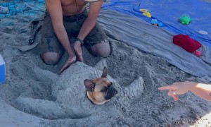 Dog Transforms Into a Sand Turtle