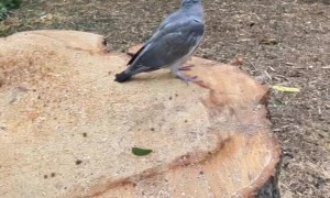 Pigeon Rescue and Successful Rehabilitation
