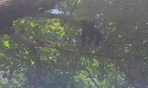 Bear Cubs Hang Out in Tree
