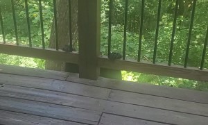 Politely Telling a Bear to Get Off My Balcony