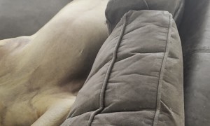 English Mastiff Lounges on Couch