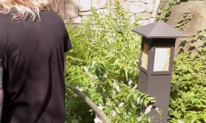 Sea Lion Watches Surprise Proposal at the Saint Louis Zoo