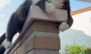 Cat Practices Swimming on Dry Land