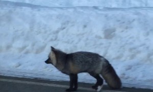 Rare Cascade Fox Sighted By Adoring Fans