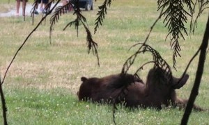 Kids Laugh at Bear Scratching Its Belly