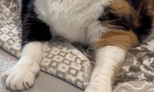 Meeting "Minnie," the 27 Pound Cat
