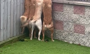 Golden Retrievers Eagerly Await Biscuit Lady