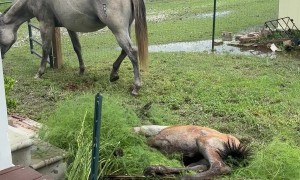 Baby Horse Takes a Tumble