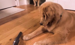 Goofy Golden Plays With Vacuum