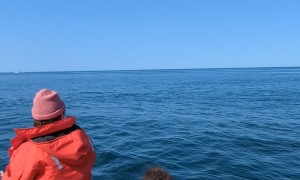 Humpback Whale Smiles for the Camera